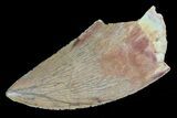 Serrated, Carcharodontosaurus Tooth - Real Dinosaur Tooth #72853-1